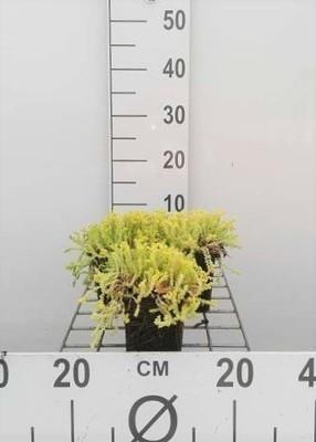 GRDplanten 6 x Sedum acre 'Elegans' - Fettblatt - Topf 9 x 9 cm
