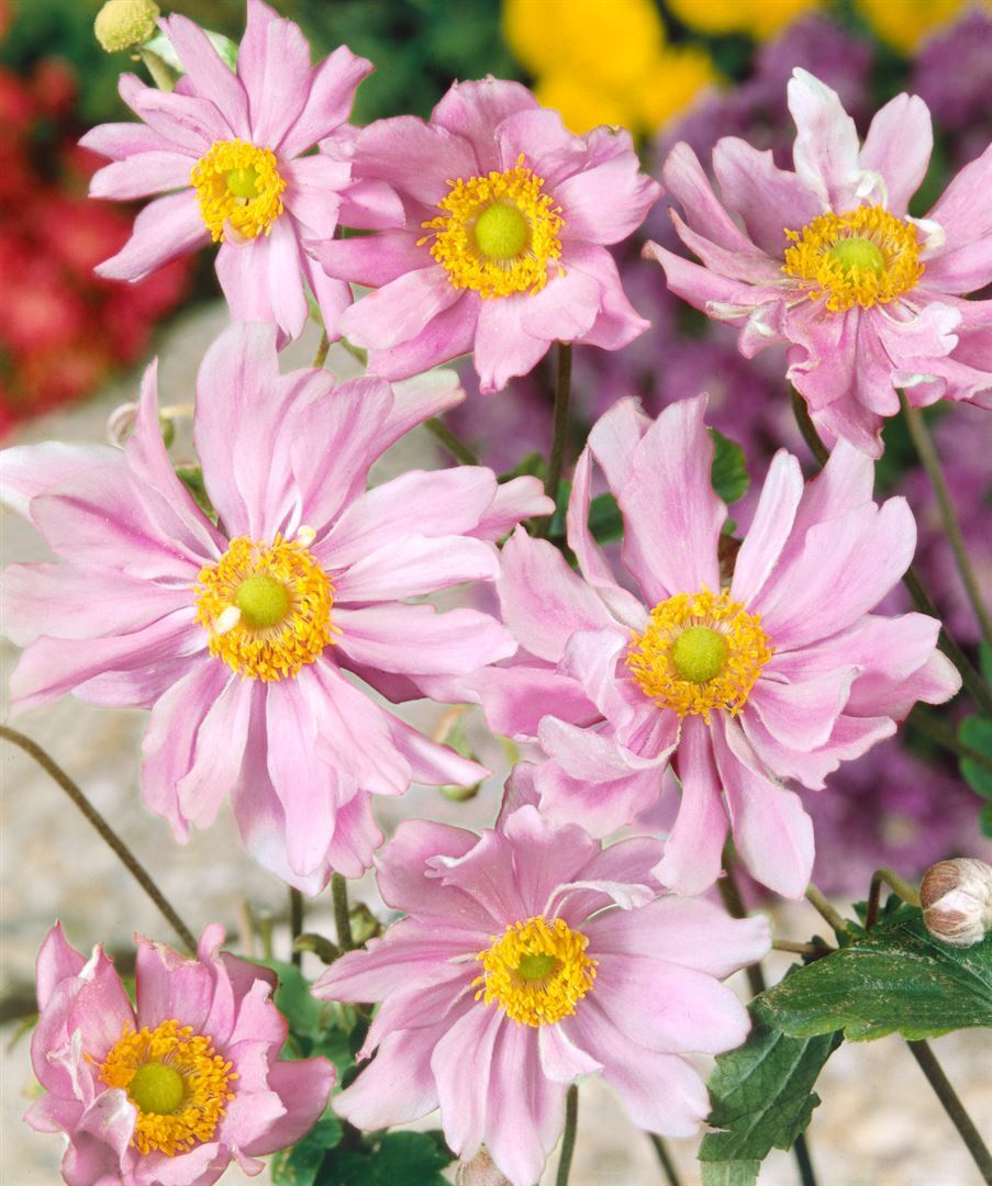 Pflanzen-für-dich.de Anemone japonica 'Mont Rose', Herbst-Anemone, rosa, ca. 9x9 cm Topf