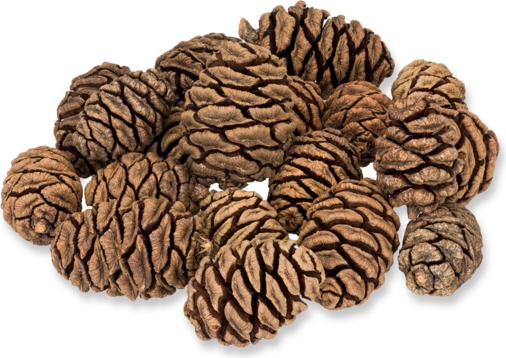 NaDeco Mammutbaum-Zapfen 1kg | 90 Stück | 3–5 cm | Sequoia-Zapfen natur NEW-990