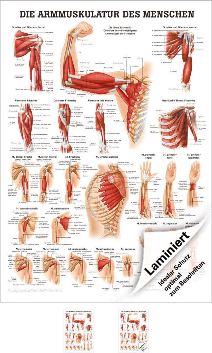 Sport-Tec Armmuskulatur Mini-Poster Anatomie 34x24 cm medizinische Lehrmittel 25021LA