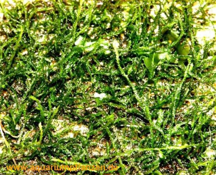 Mühlan Wasserpflanzen 1 Matte Flame Moos Taxiphyllum sp. Flammenmoos 440