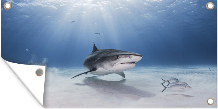 MuchoWow® 80x40 cm Outdoor-Poster Gartendeko Sichtschutz Garten Poster für den Garten Ein Tigerhai in der Nähe des Meeresbodens 133|1329399