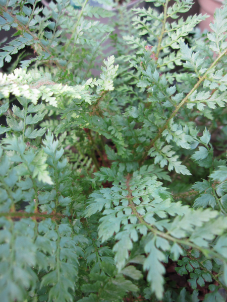 Baumschule Polystichum setiferum Proliferum - Schmaler Filigranfarn