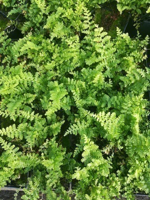 GRDplanten 6 x Dryopteris f.-m. 'Barnesii' - Schmale Wurmfarn 'Barnesii' - Topf 9 x 9 cm