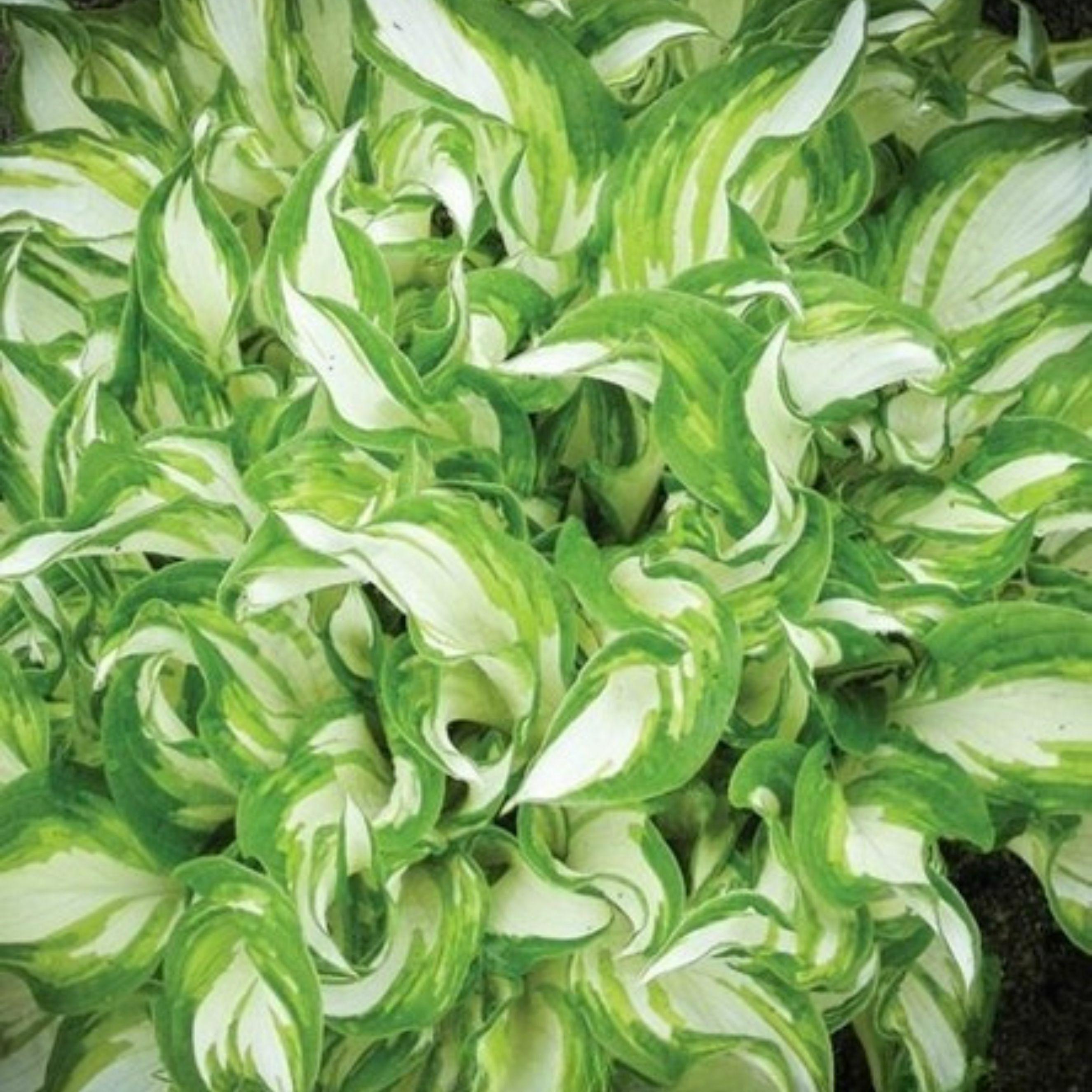 Benex Funkie Hosta Knolle Zierblätter Staude Funkie Kiwi Spearmint 1 St.
