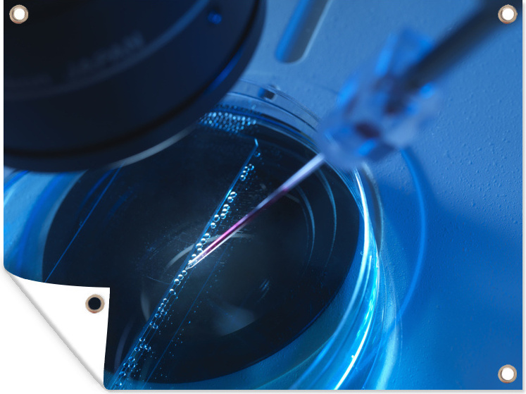 MuchoWow® 40x30 cm Outdoor-Poster Gartendeko Sichtschutz Garten Poster für den Garten Stammzellen unter dem Mikroskop 133|1349416