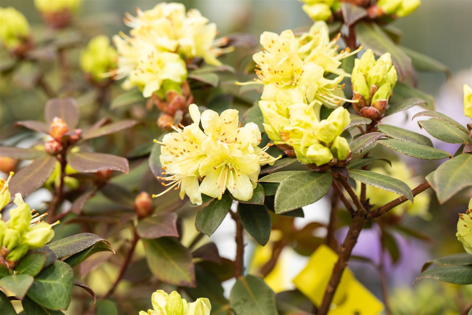 Pflanzen-für-dich.de Rhododendron hanceanum 'Princess Anne', gelb, 20–25 cm