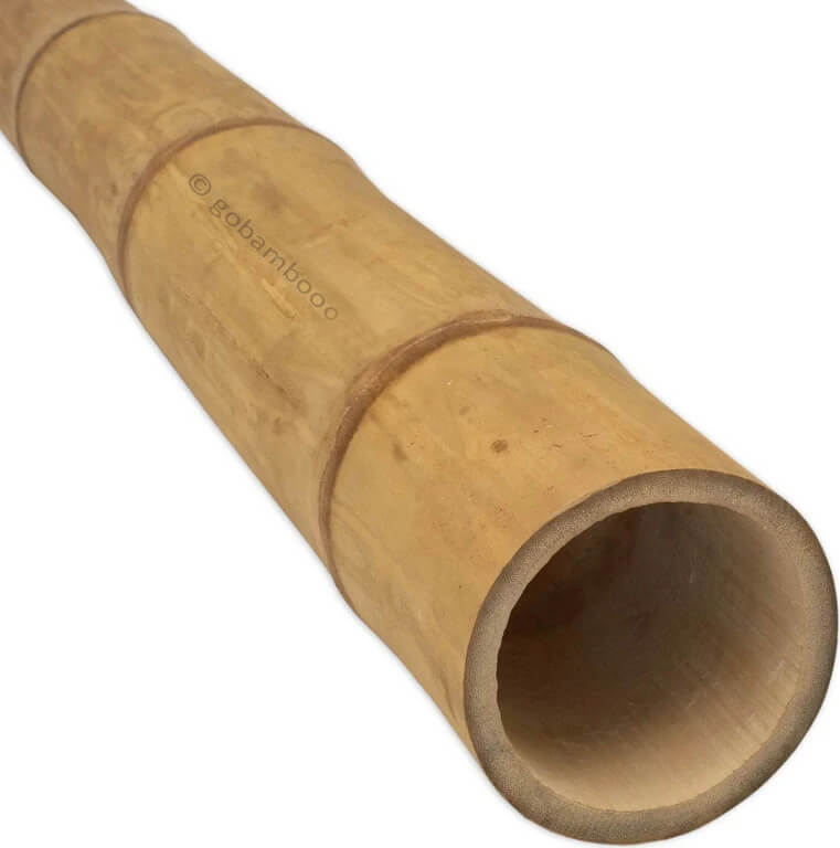 gobamboo s.r.o. Bambusstange Guadua Ø 7-9cm 2m