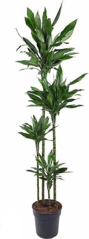 Oasis of Life Dracaena Janet Lind große Zimmerpflanze 180cm pflegeleicht Luftreinigend Deko