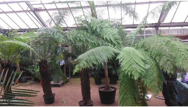 Blumen-Senf Baumfarn ca.120 cm Dicksonia antarktica - Ein Relikt aus der Urzeit