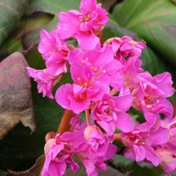 Arborix, grüner und billiger 6 x Bergenie 'Abendglut' - Bergenia 'Abendglut' | Topf 9cm x 9cm BERABEND-113