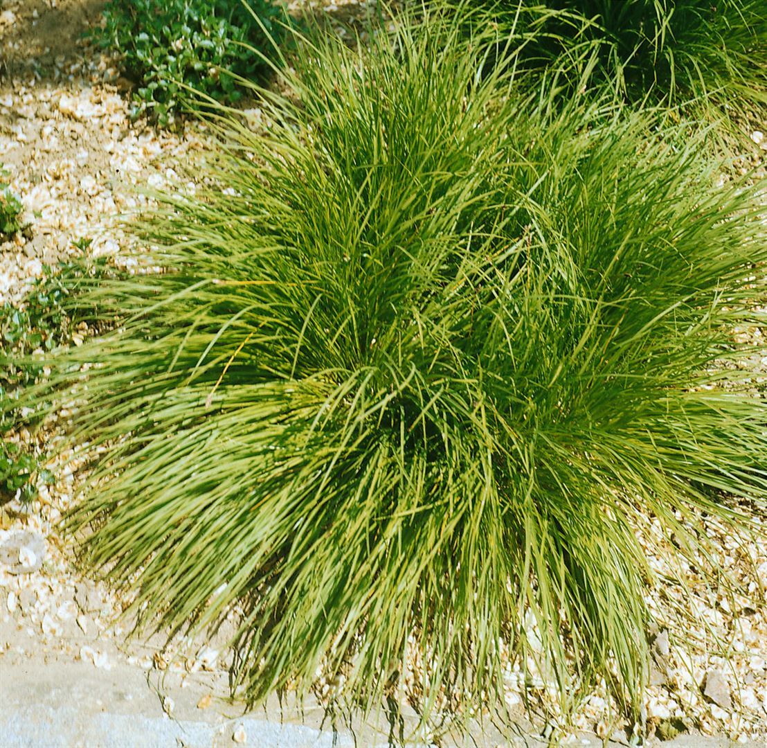 Pflanzen-für-dich.de Carex umbrosa, ca. 9x9 cm Topf, schattenverträglich SANA001011