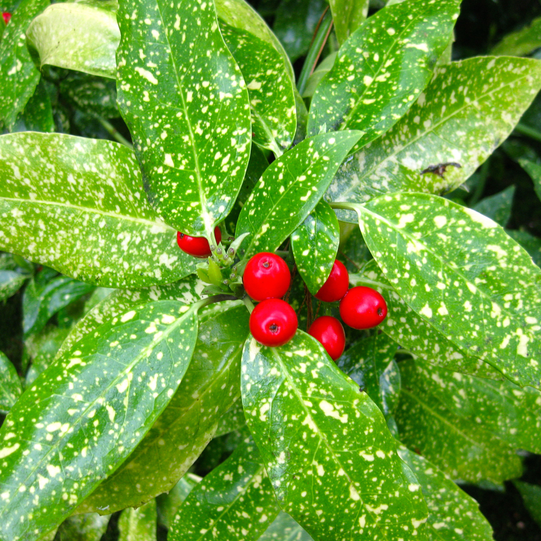 Arborix, grüner und billiger 2 x Japanische Aucube - Aucuba japonica 'Variegata' | 30-40 cm im Container AUJVARIE-256