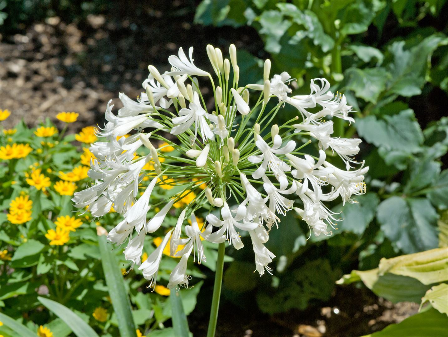 Pflanzen-für-dich.de Agapanthus africanus 'Albus', Schmucklilie, weiß, ca. 9x9 cm Topf SANA000322