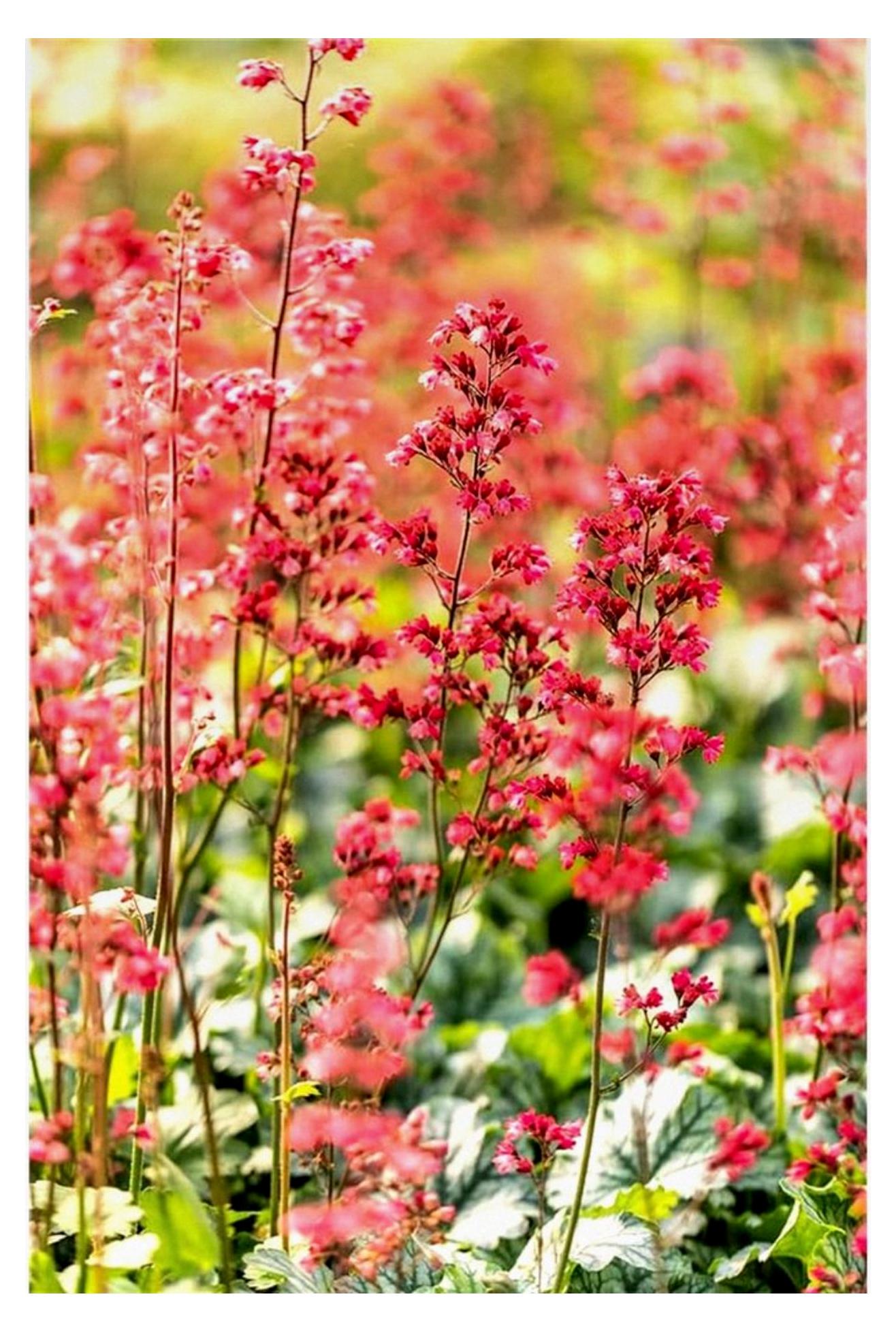 Markenlos Heuchera - Purpurglöckchen 'Paris' - winterhart, im Topf 12 cm, Gärtnerqualität