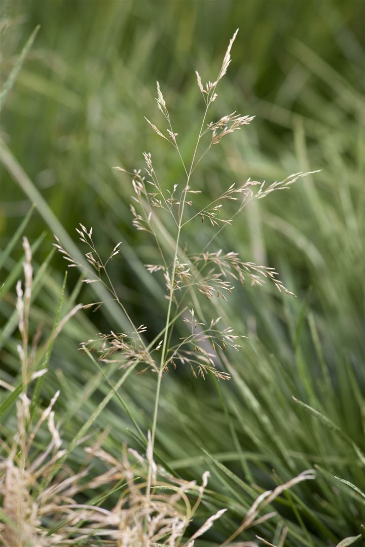 Pflanzen-für-dich.de Deschampsia cespitosa 'Goldtau', Schmiele, goldgelb, ca. 9x9 cm Topf SANA001227