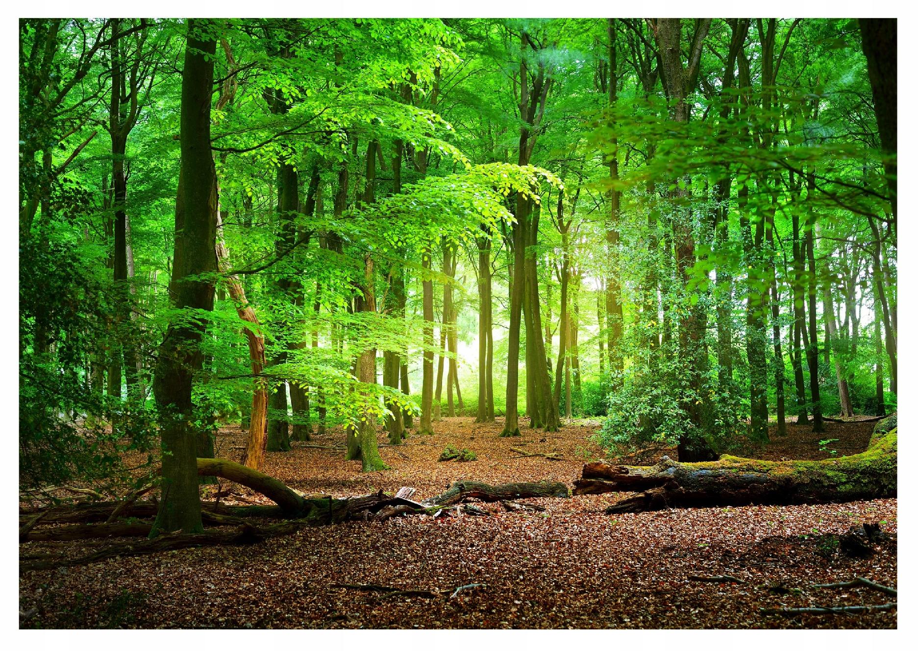 Natur Wald 3D Effekt Bäume Vlies Fototapete