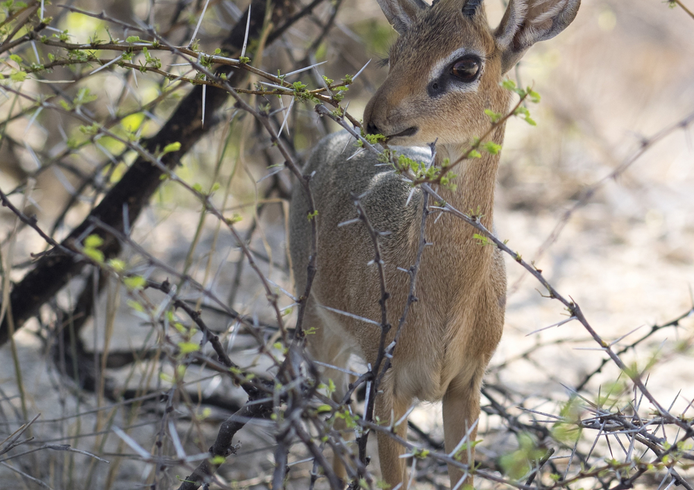 hansepuzzle 70786 - Dikdik Puzzle, 260 Teile, Tierwelt, 41,0 x 28,0cm mit hochwertiger Aufbewahrung, Kartonbox und wiederverschließbarem Beutel 60786