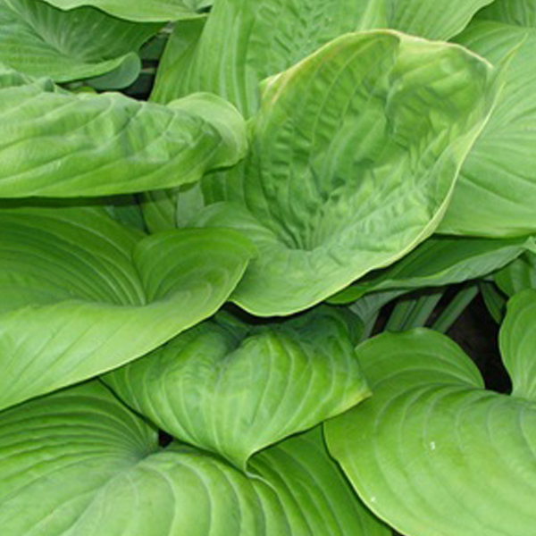 Arborix, grüner und billiger 6 x Funkie 'Sum and Substance' - Hosta 'Sum And Substance' | Topf 9cm x 9cm HOSSUBST-113