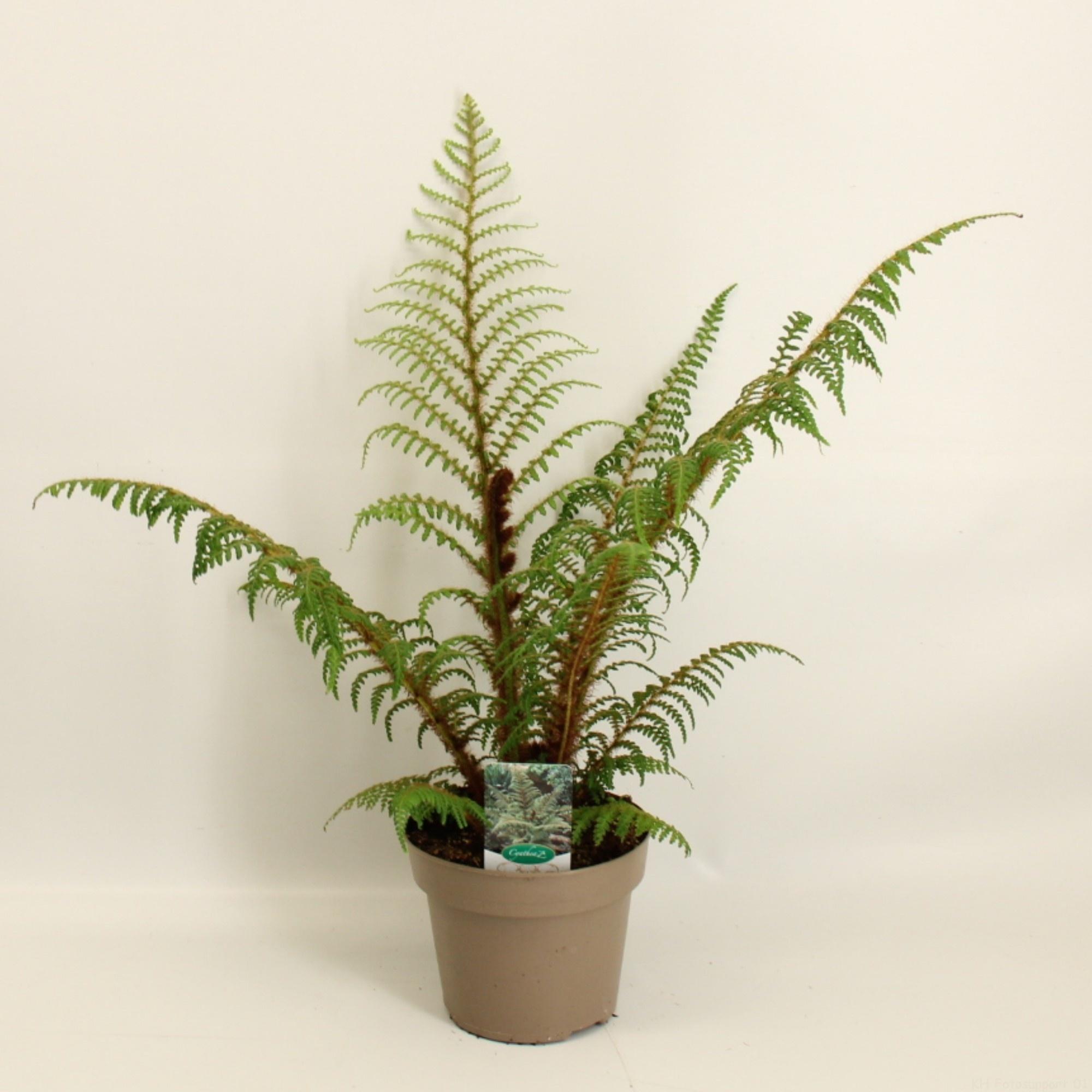 Blumen-Senf Cyathea Highland Lace Baumfarn 40–50 cm – Exotische Farnpflanze für Haus, Garten & Zimmer – tropische Rarität