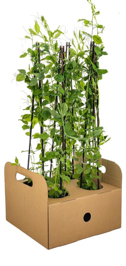 Oasis of Life Duftende Platterbse Lathyrus odoratus 4er Set blühende Kletterpflanzen Ø13cm