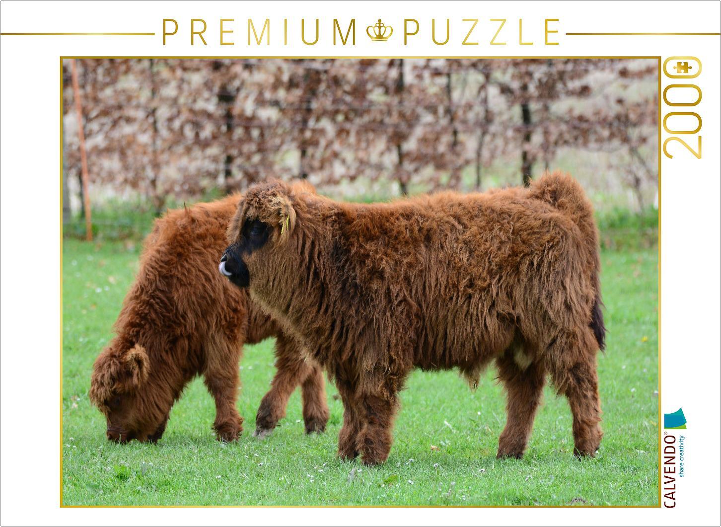 CALVENDO Puzzle Der Nachwuchs bei den gällischen Rindern zieht jede Wiese einem Stall vor. | 2000 Teile Lege-Größe 90x67cm Foto-Puzzle für glückliche Stunden