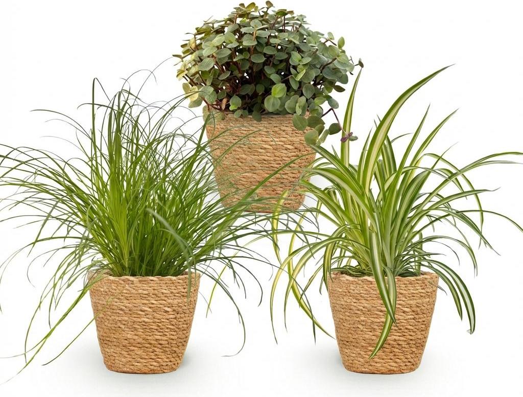 Oasis of Life Zimmerpflanzen Mix 3er Set Cyperus Calissia Chlorophytum Mit Korb Ø12cm Höhe