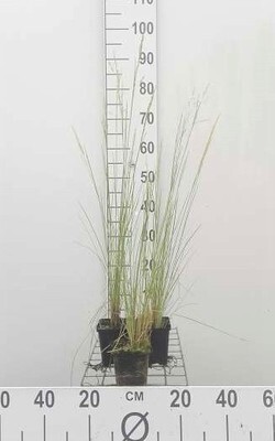 GRDplanten 6 x Poa labillardieri - Labillardière-Schwingel - Topf 9 x 9 cm