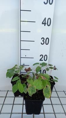 GRDplanten 6 x Epimedium pubigerum - Elfenblume - Topf 9 x 9 cm