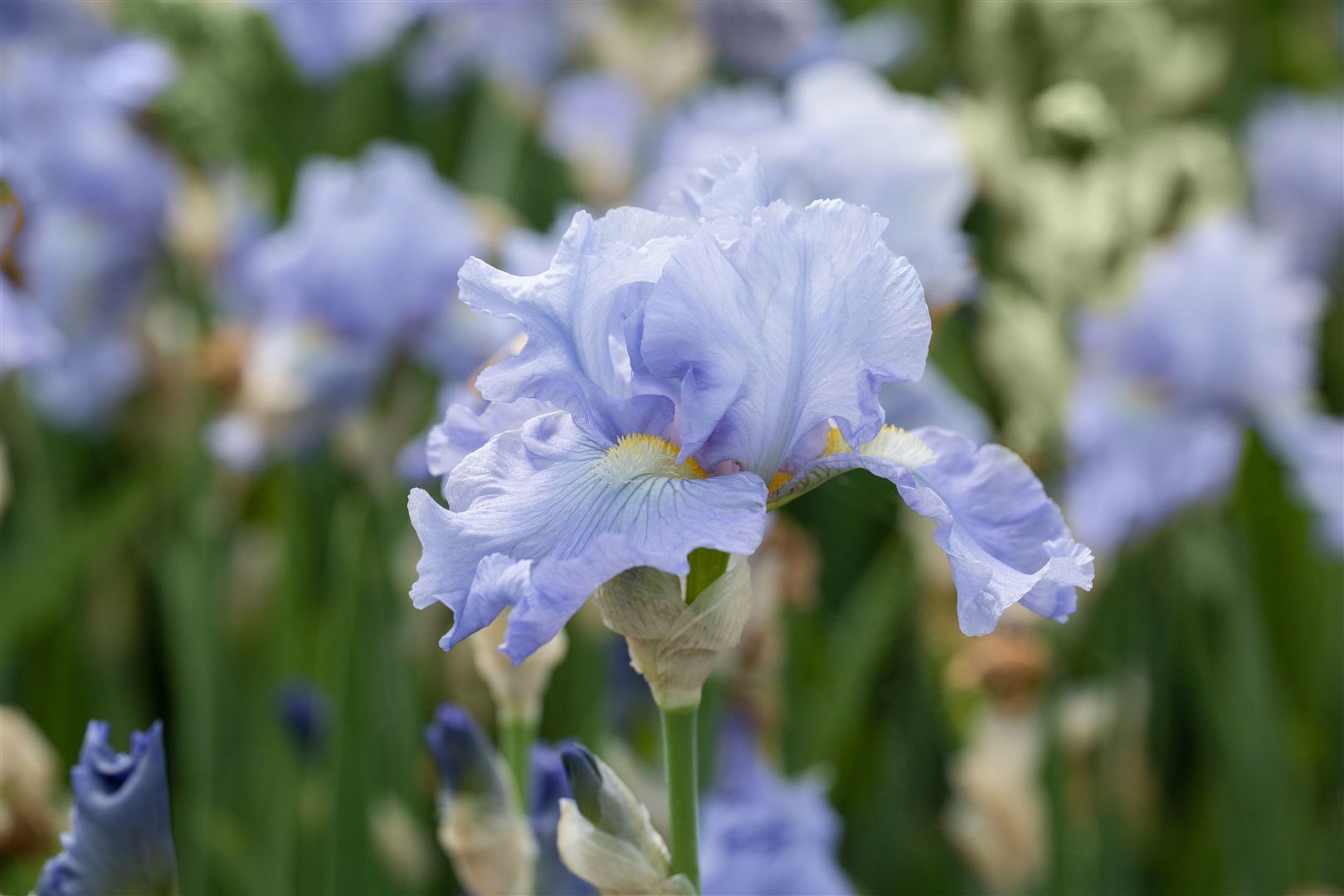 Pflanzen-für-dich.de Iris x barb.-elat. 'Babbeling Brook', hellblau, ca. 11x11 cm Topf
