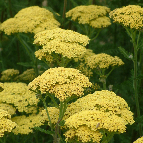 Arborix, grüner und billiger 6 x Hohe Garbe 'Credo' - Achillea 'Credo' | Topf 9cm x 9cm ACCREDO-113