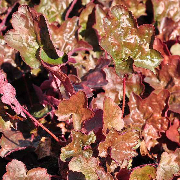Arborix, grüner und billiger 6 x Silberglöckchen - Heuchera 'Rachel' | Topf 9cm x 9cm HERACHEL-113