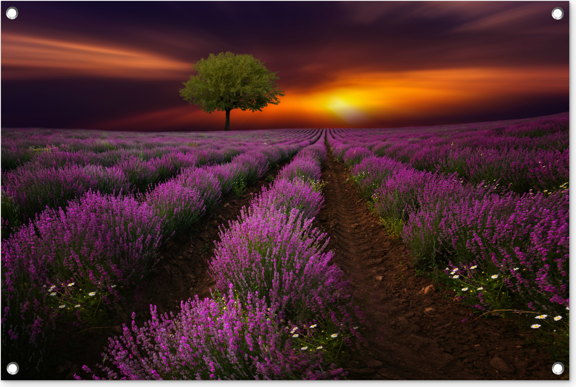 MuchoWow® 90x60 cm Outdoor-Poster Gartendeko Sichtschutz Garten Poster für den Garten Schönes Lavendelfeld in einer dunklen Nacht mit Sonnenuntergang 133|3744776