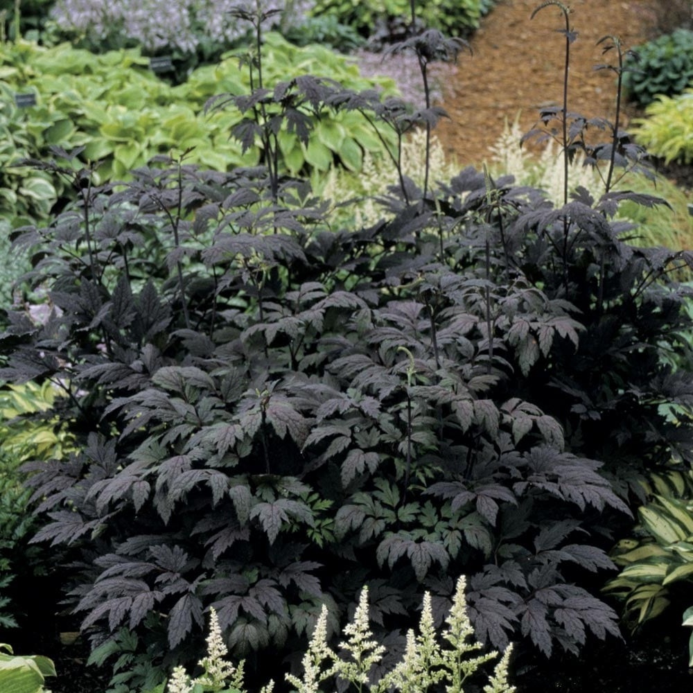 Arborix, grüner und billiger 6 x Actaea simpl. - Actaea simplex 'Hillside Black Beauty' | Topf 9cm x 9cm VPL-ACSHBBEA_124