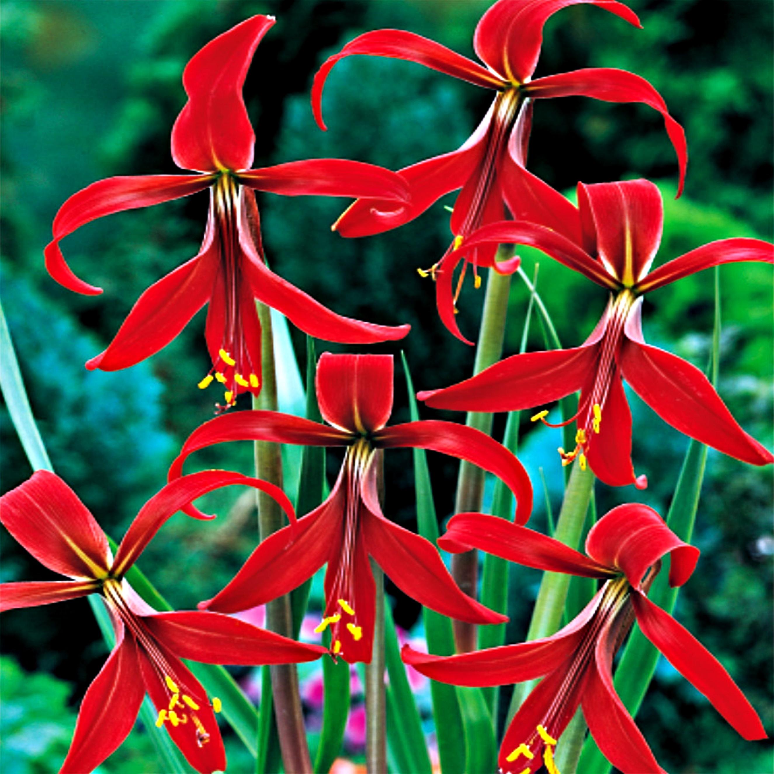 Benex Prunklilie Zwiebel Blumenzwiebeln Prunklilie Aztekenlilie 1 St.