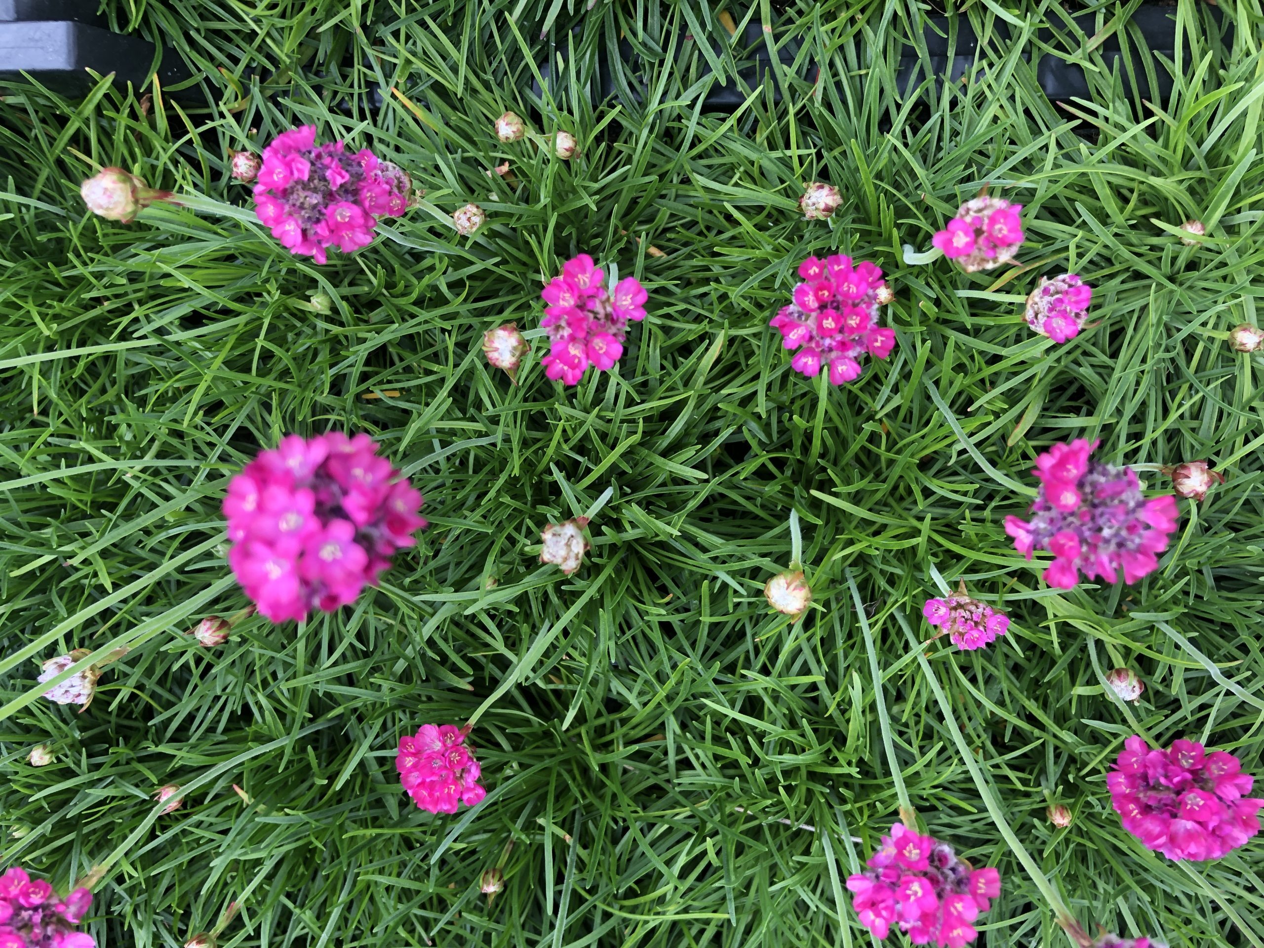 Brandless 6 x Armeria maritima 'Splendens' - Englisches Gras im 9x9 cm Topf