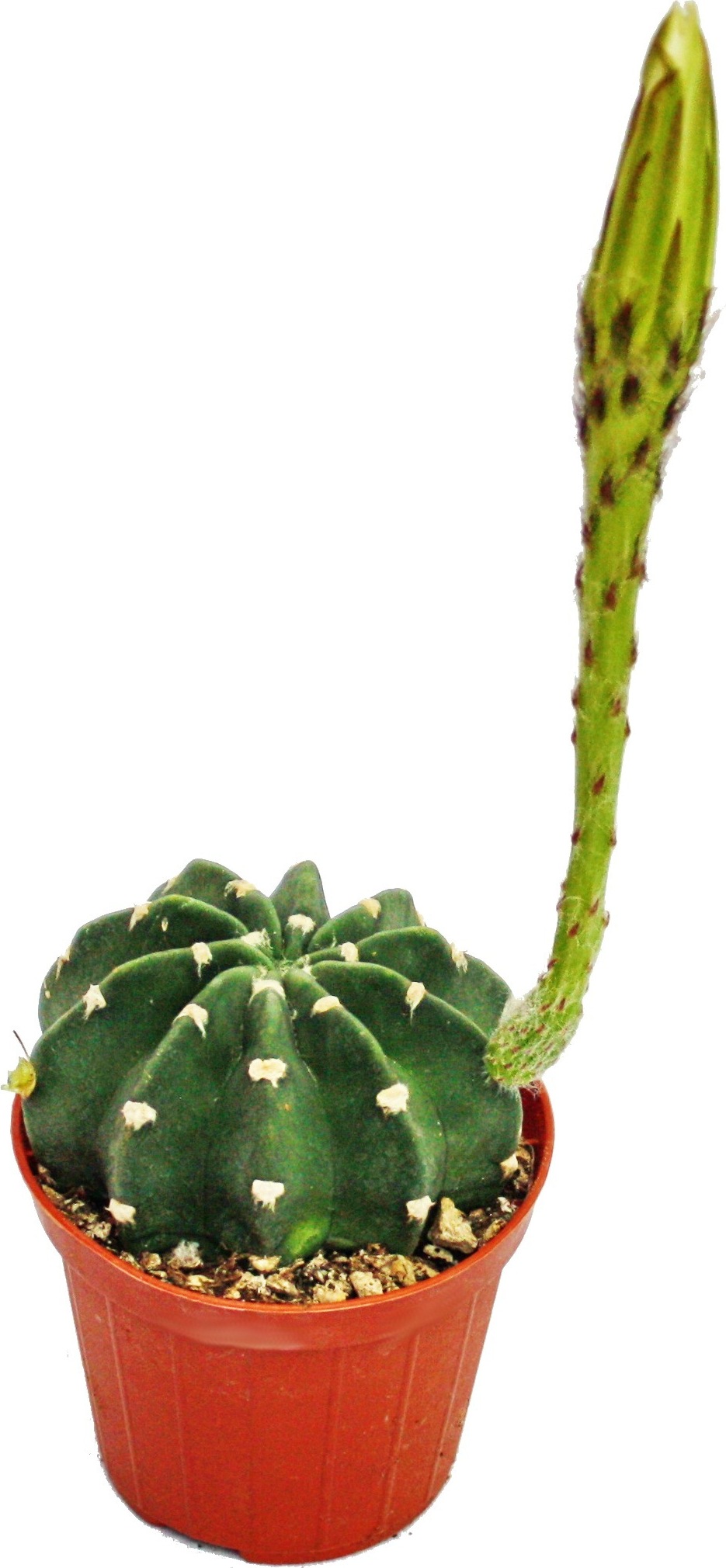 Mix Di 3 Mini Discocactus In Vaso 5,5 Cm – Piante Grasse Da Interno Per Casa E Ufficio – Regalo Vivente Originale