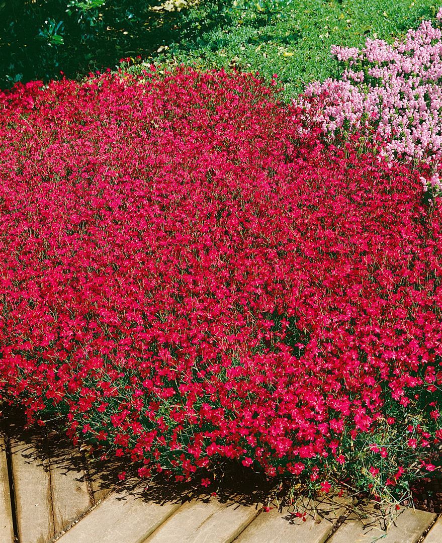 Pflanzen-für-dich.de Dianthus deltoides 'Brillant', Heidenelke, leuchtend rot, ca. 9x9 cm Topf SANA001239