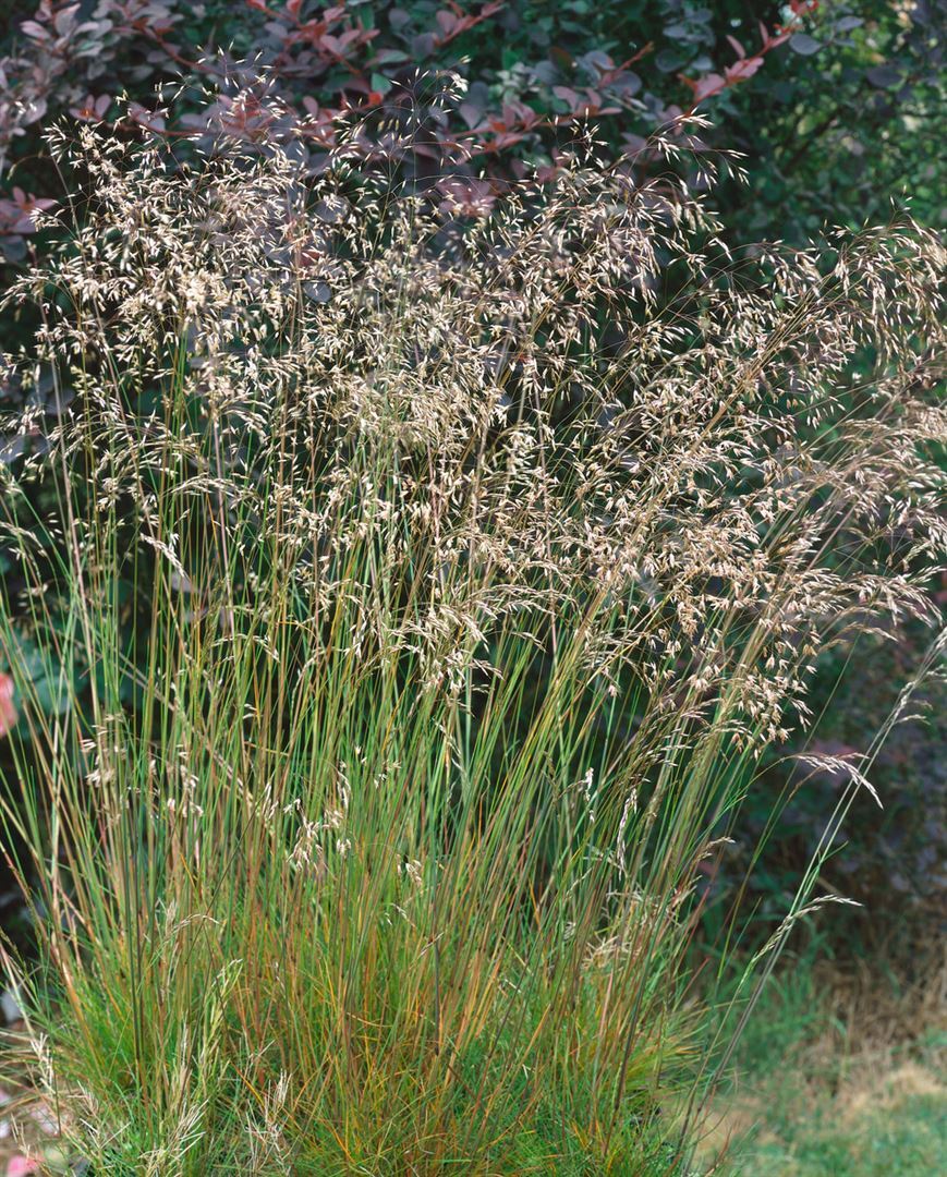 Pflanzen-für-dich.de Deschampsia flexuosa, Draht-Schmiele, ca. 9x9 cm Topf SANA001232