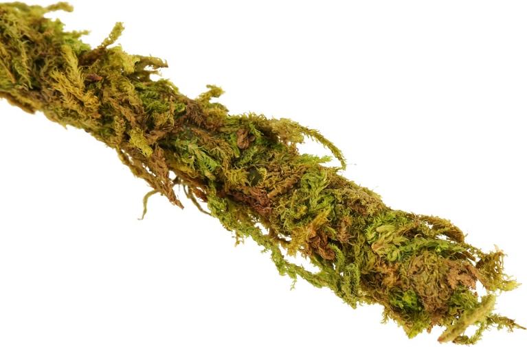 Repti-Zoo Liana s prírodným machom 1cm x 2m Repti-Zoo