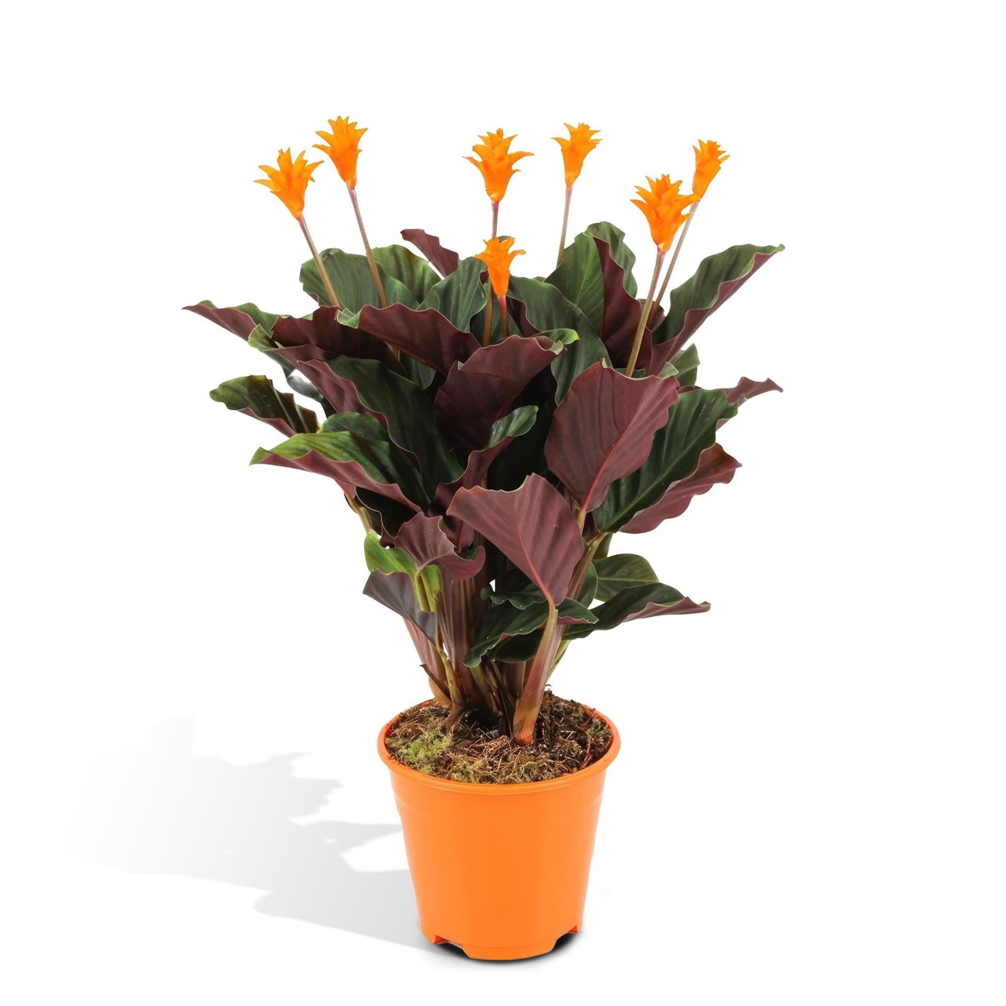 Meergroothandel Calathea Crocata - 40 cm, ø 14 cm 7154