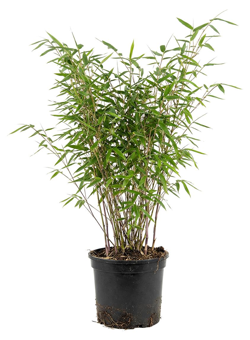Herbie x1 Fargesia nitida 'Gansu' P17 H60 BL-6069