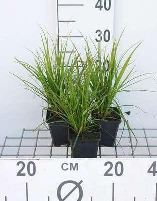GRDplanten 6 x Cyperus alternifolius - Wechselblättrige Zyperngras - Topf 9 x 9 cm
