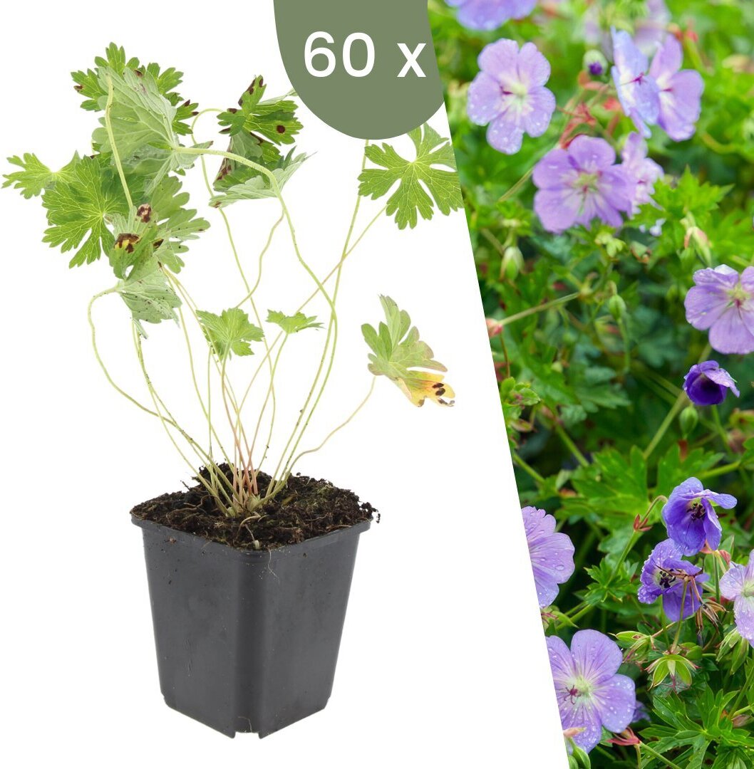 Frank GmbH Plants by Frank | 60 Storchschnabel Pflanzen | Geranium 'Rozanne' | Bodendecker Winterhart | Stauden Winterhart | Gartenpflanzen Winterhart 47292