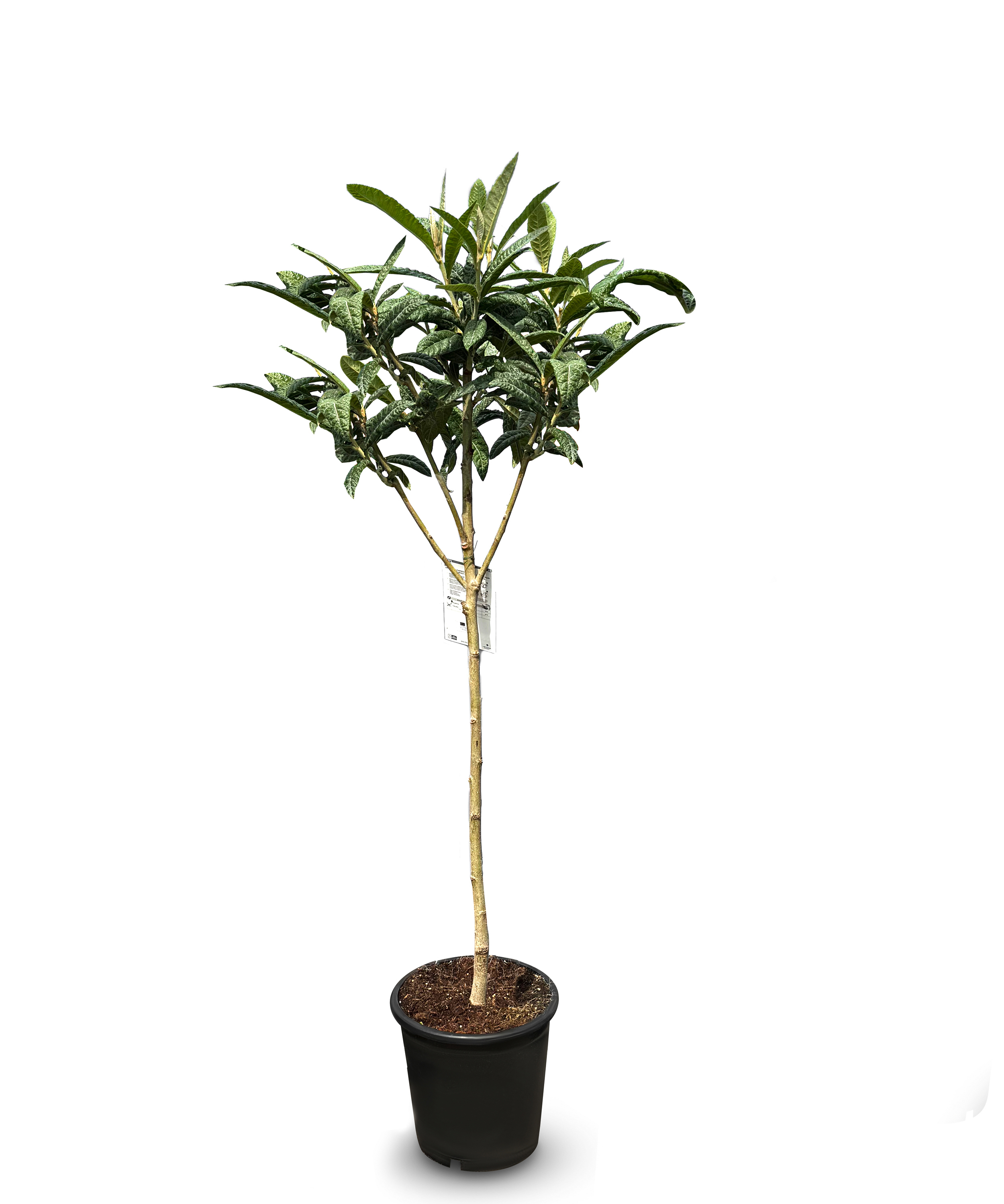 Sunny Tree Japanische Wollmispel, Eriobotrya Japonica, Mispel 150cm Mispero, Argelino