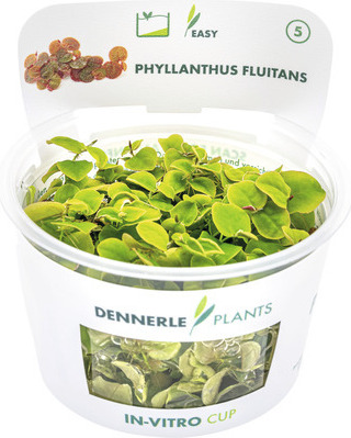 Schwimmende Wolfsmilch Phyllanthus fluitans Kaufland.de