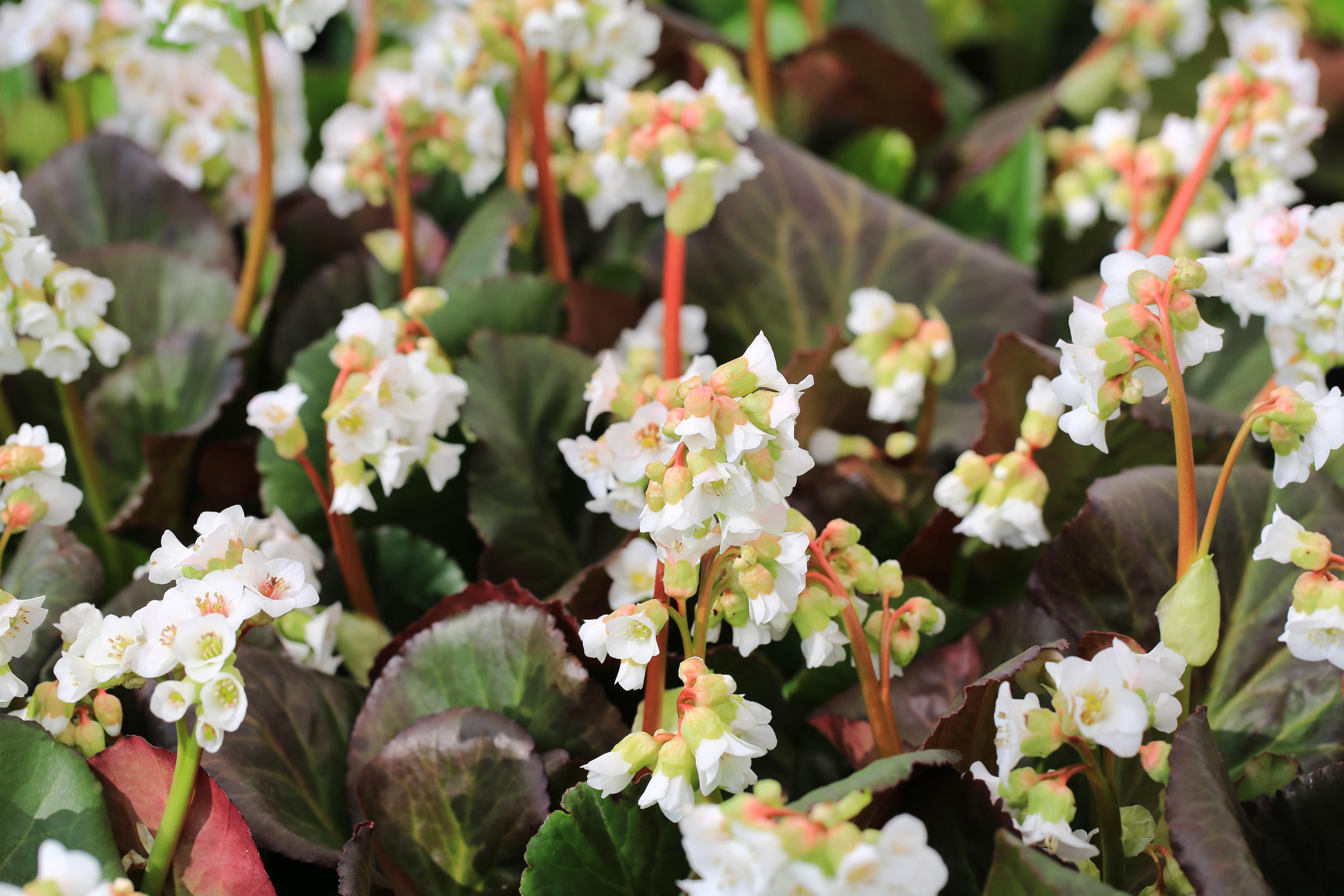 Stauden Gänge 1 x Bergenia cordifolia 'Silberlicht' - Bergenie - Strahlende Eleganz in Weiß und Rosa. - Bienenfreundlich