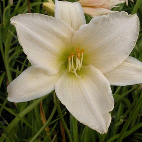 Arborix, grüner und billiger 6 x Taglilie - Hemerocallis 'Serena Madonna' | Topf 9cm x 9cm HESMADON-113