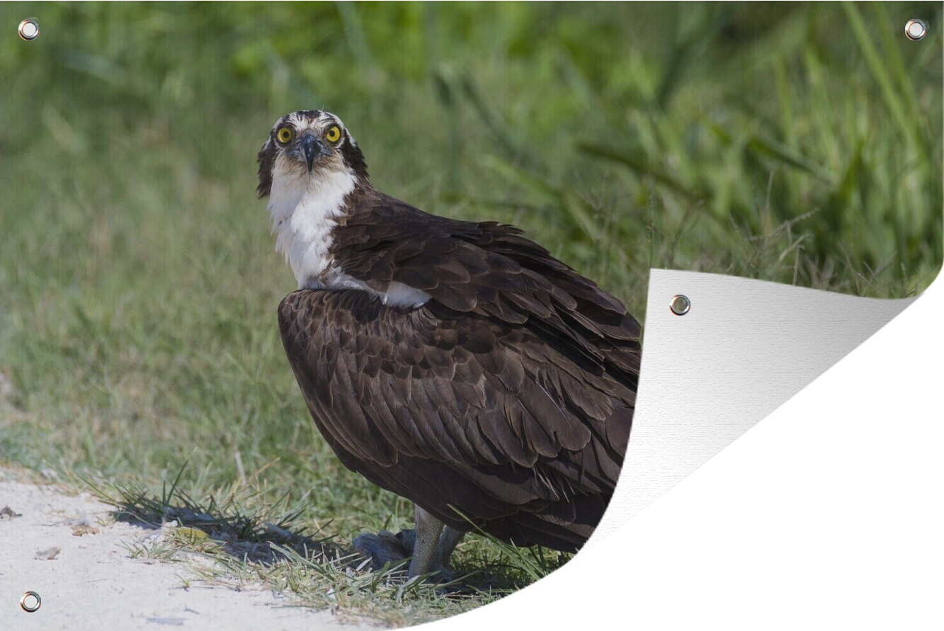 MuchoWow® 90x60 cm Outdoor-Poster Gartendeko Sichtschutz Garten Poster für den Garten Fischadler - Gras - Vogel 133|1312730