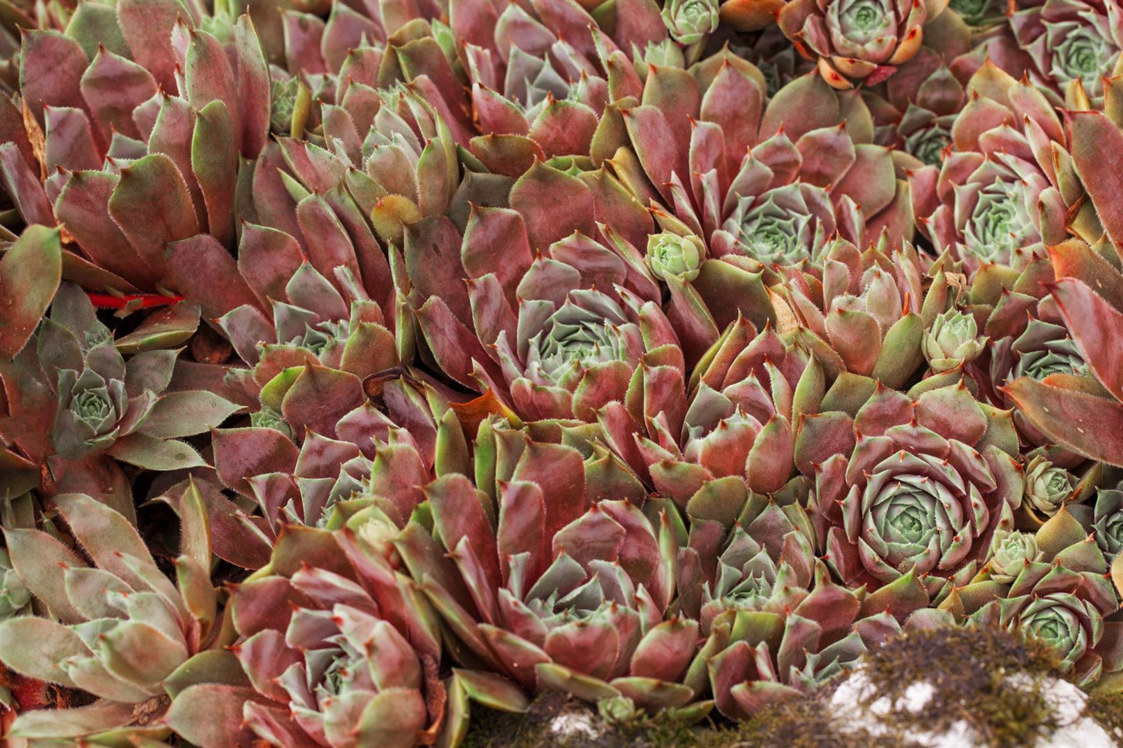 Pflanzen-für-dich.de Sempervivum x cult.'Tedderheid', Hauswurz, ca. 9x9 cm Topf